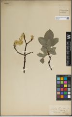 Foto von Salix lanata L.
